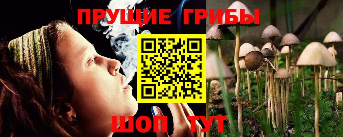 Галлюциногенные грибы Psilocybine cubensis Белово